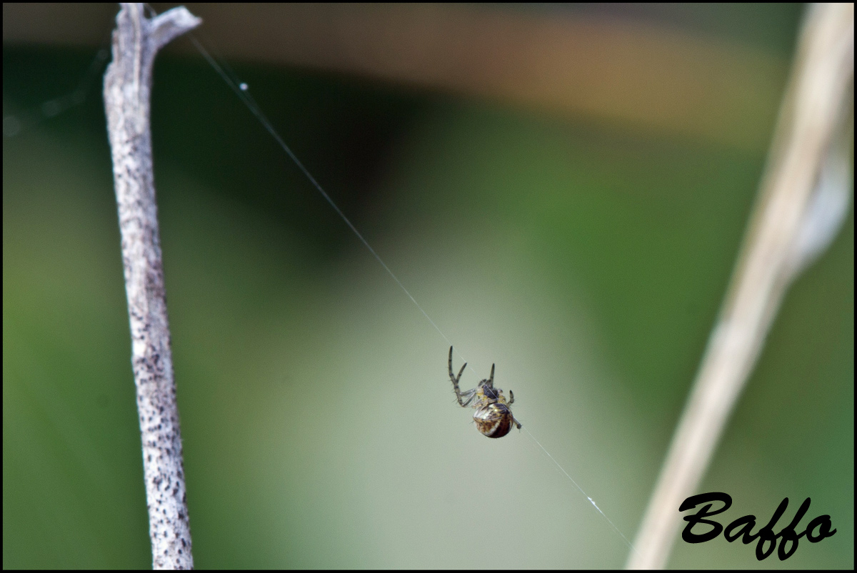 Mangora acalypha - Basovizza (TS)